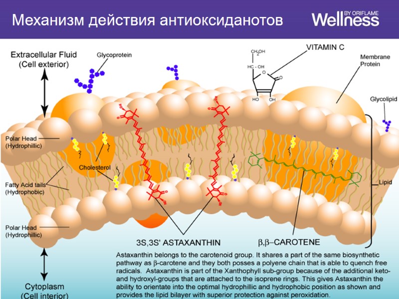 Механизм действия антиоксиданотов
